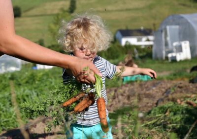 Solawi-Acker des Tiggeshofs mit Gemüsereihen im Sauerland